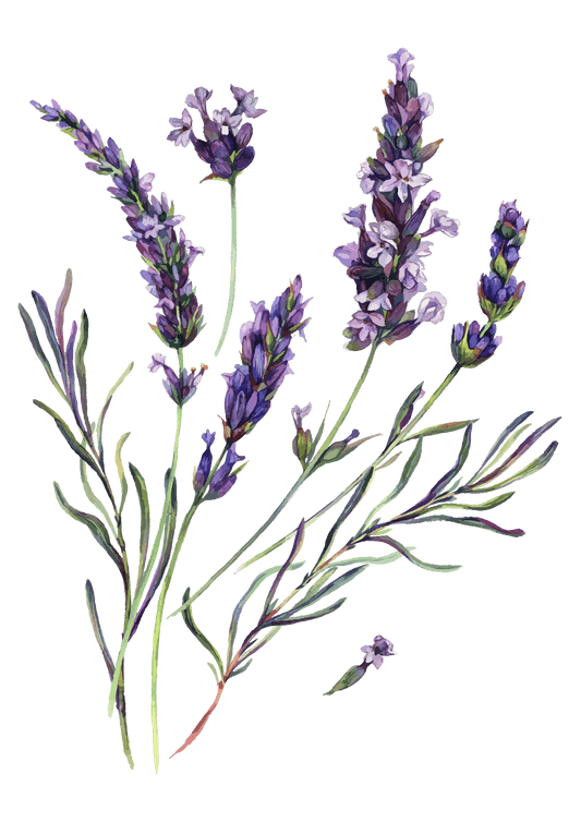 Lavendel - femidoc®