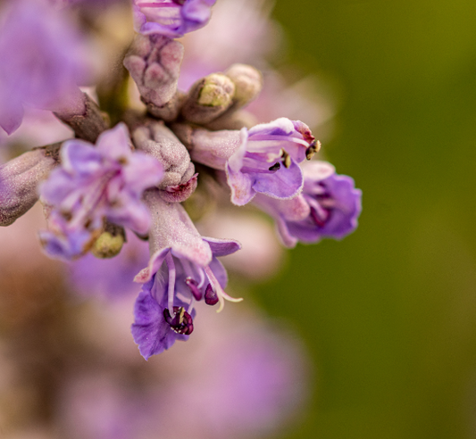 mönchspfeffer (agnus castus) pflanze