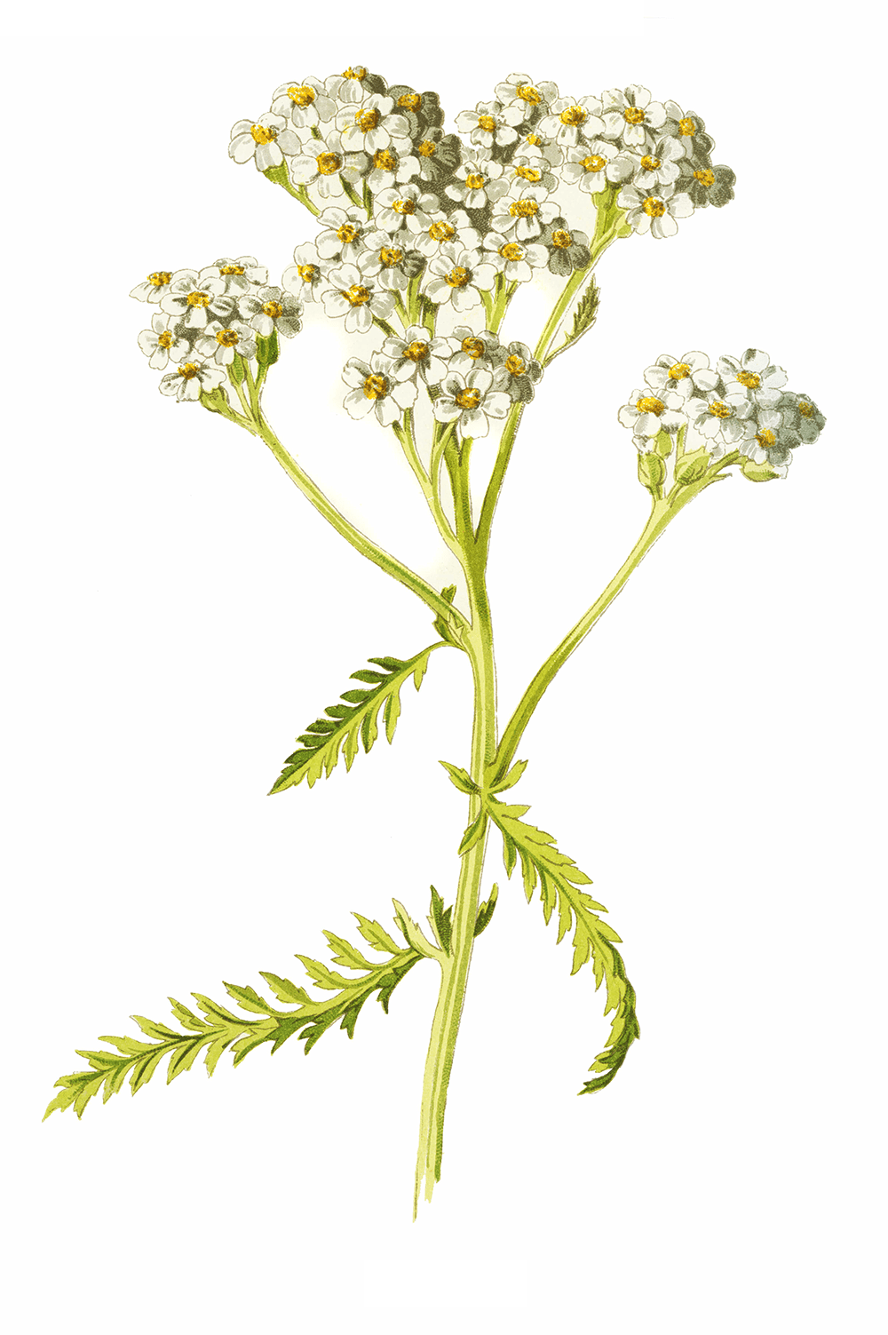 Schafgarbe