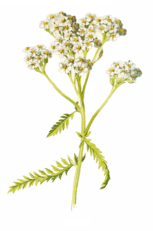 Schafgarbe