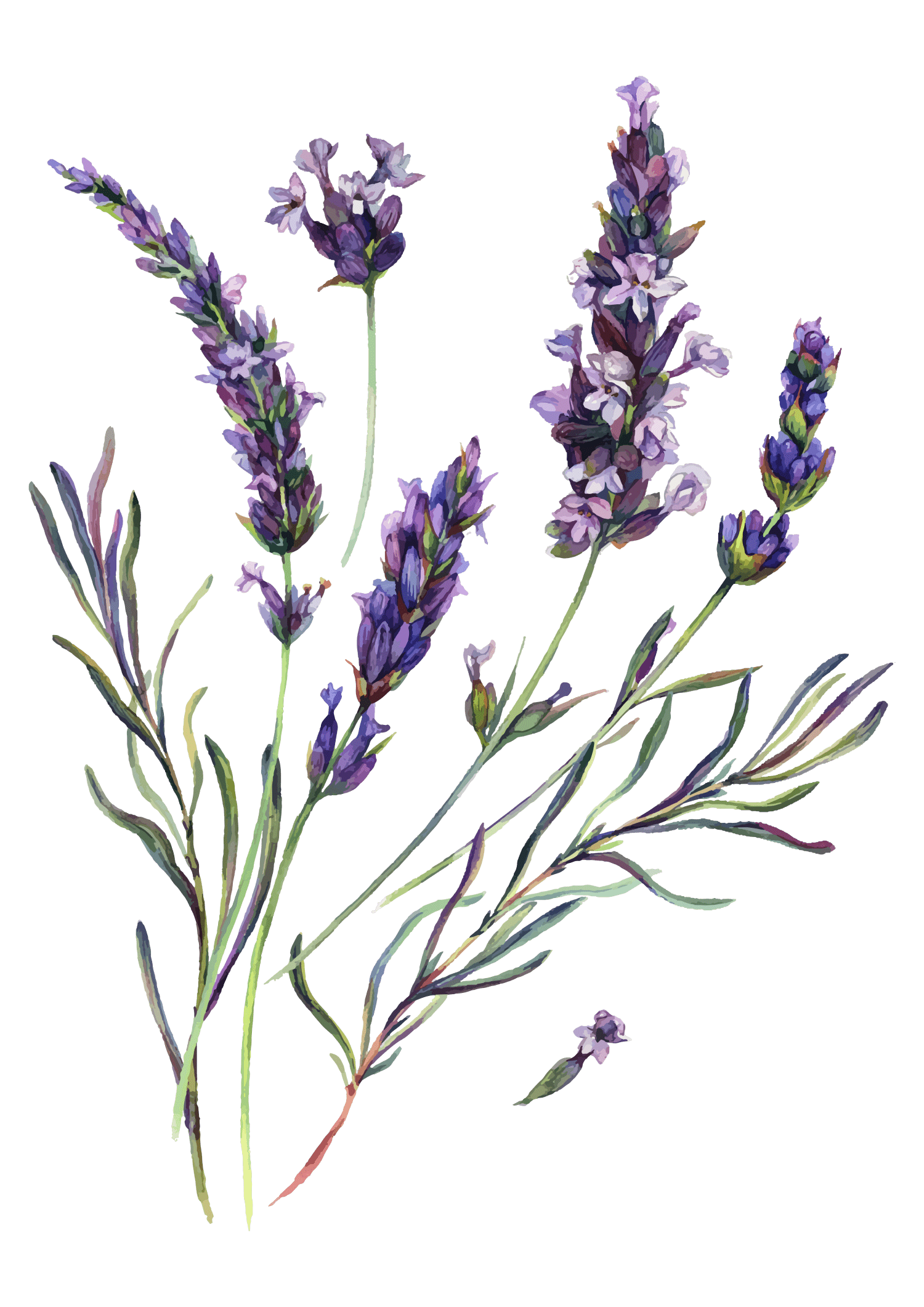Lavendel