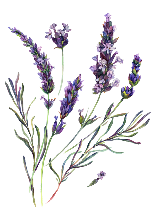 Lavendel