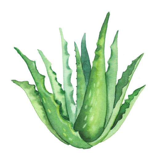 Aloe Vera