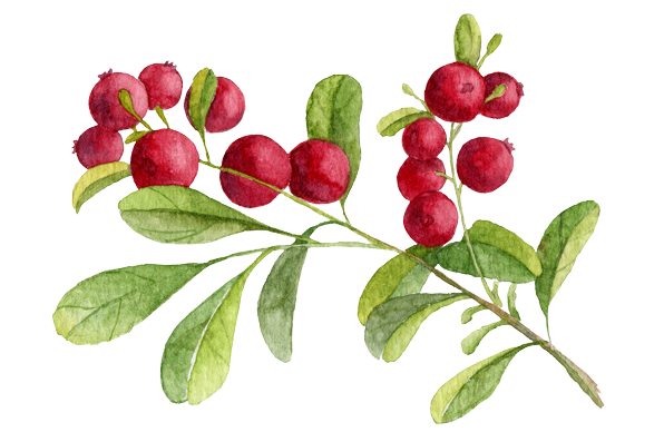 Cranberry