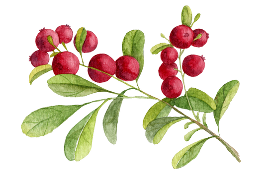 Cranberry