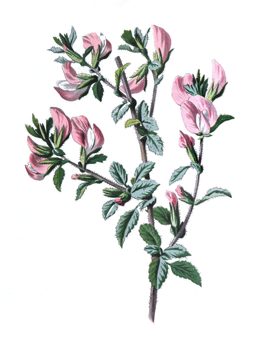 Hauhechelwurzel