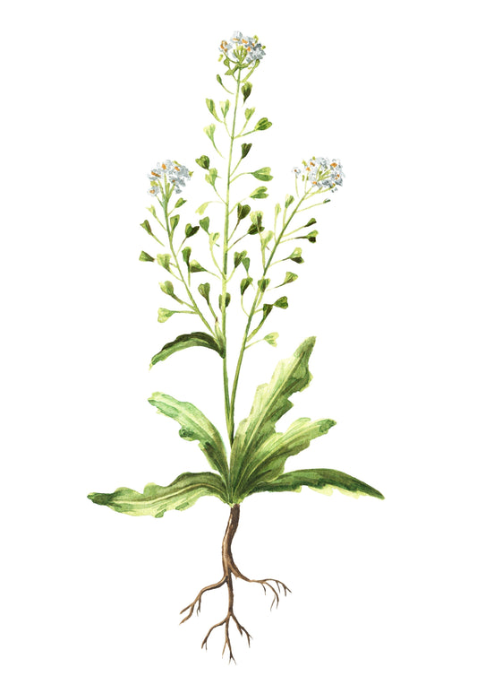 Hirtentäschel
