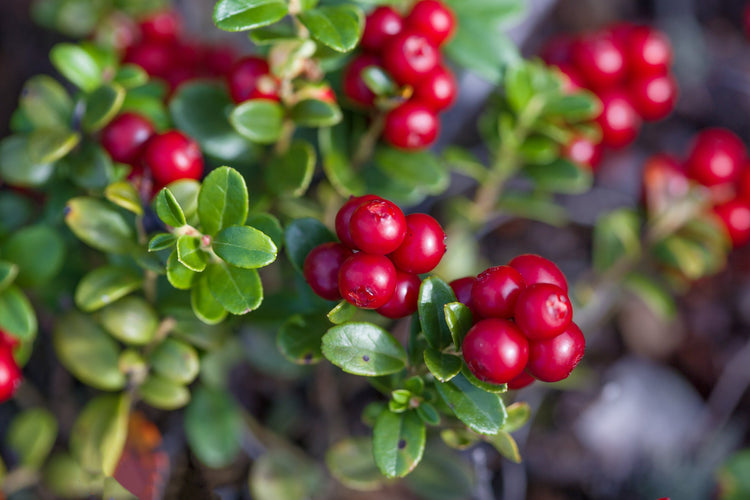 Cranberry