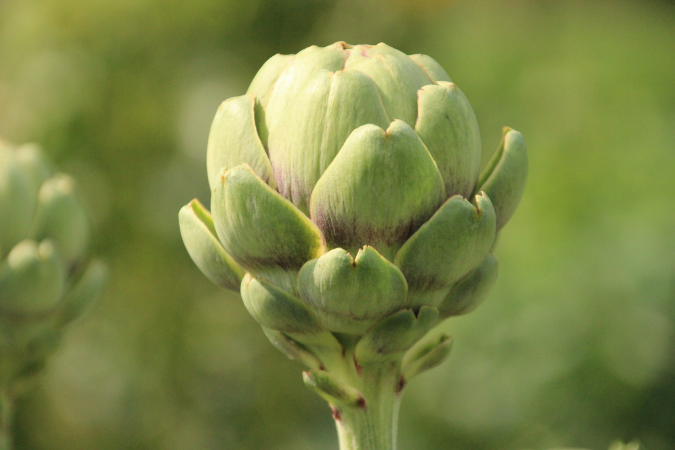 artichoke
