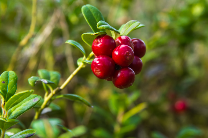 Bearberry