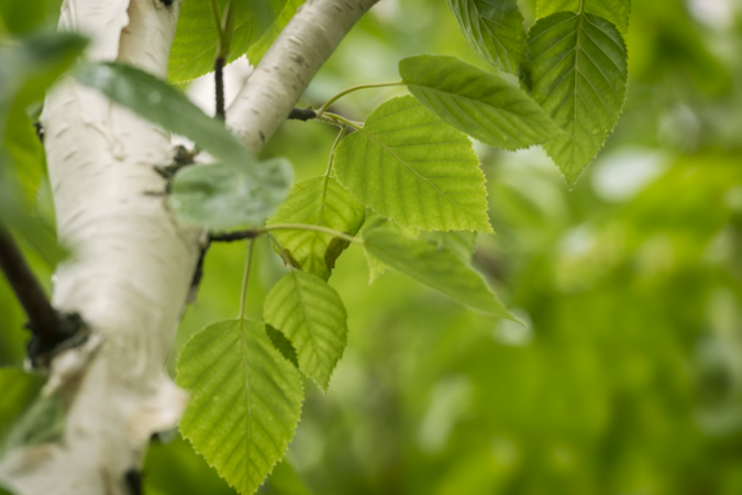 Birch leaves