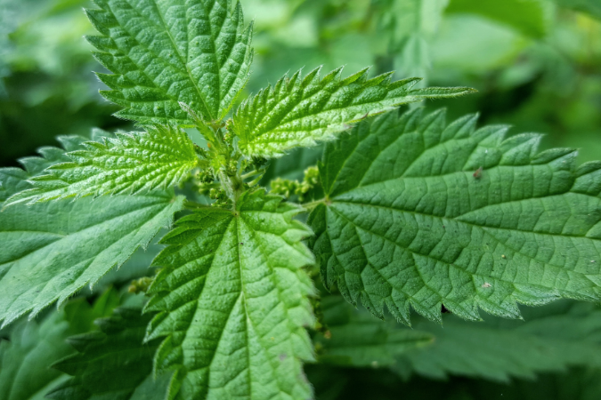 Nettle