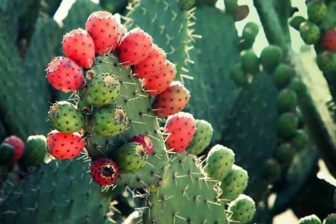 prickly pear cactus