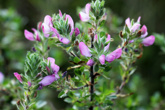 Restharrow root
