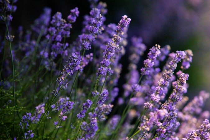 lavender