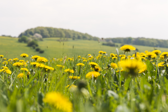 dandelion