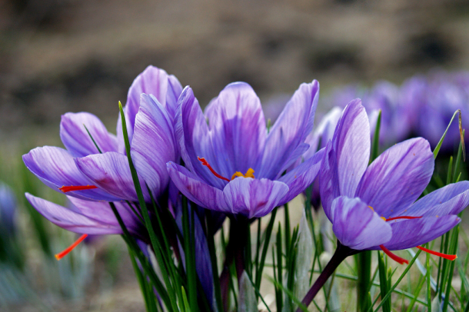Saffron