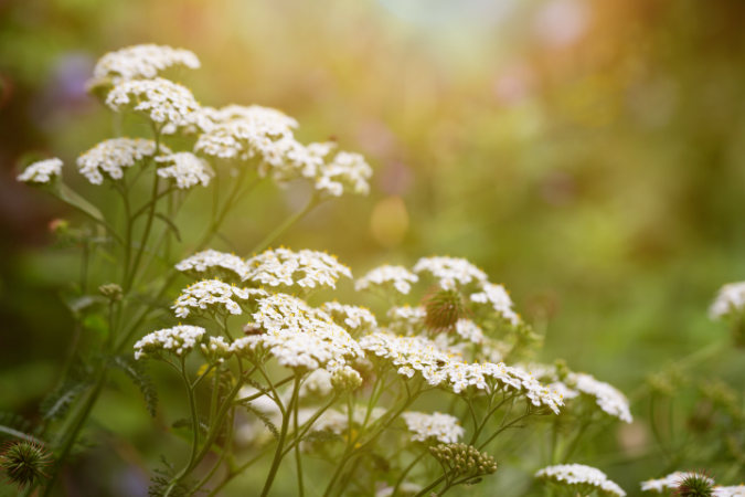 yarrow