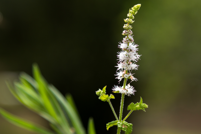 Black cohosh